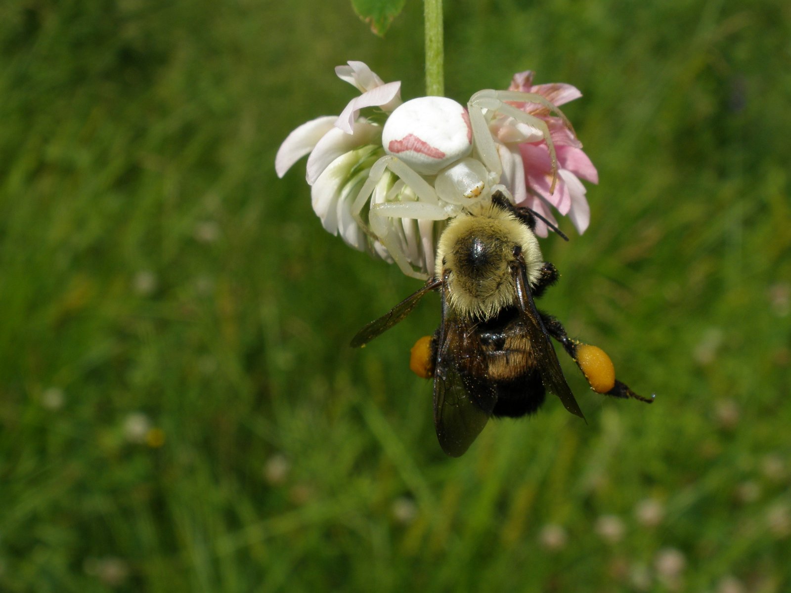 Brown-belted bumble bee (Bombus griseocollis) photo